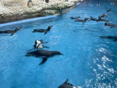 -帝企鹅自助餐厅•儿童岛•真企鹅(长隆企鹅酒店)