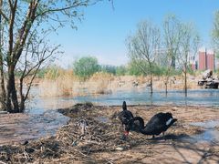 -永定河休闲森林公园