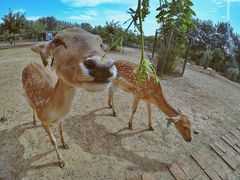 -北京麋鹿生态实验中心