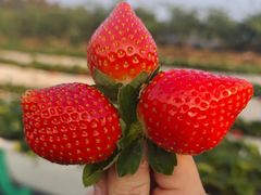 -尚果生态采摘园