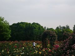 -上海滨江森林公园