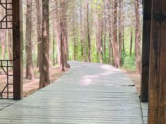 -溱湖国家湿地公园