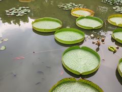 -碧江金楼
