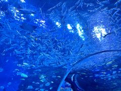 -海合安成都极地海洋公园