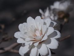 -国家植物园
