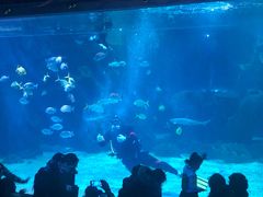 -石家庄海洋公园