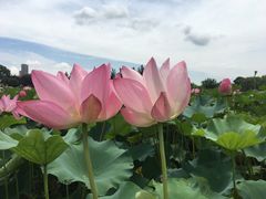 -金鸡湖大酒店·金咖啡厅(国宾路店)