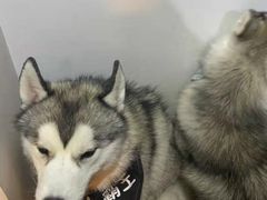 -Husky Go! 哈士奇体验馆·宠物咖啡厅狗咖