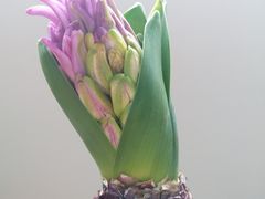 -双季花艺园艺市场(浦东店)