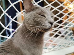 -喵屿·大理花园猫咖