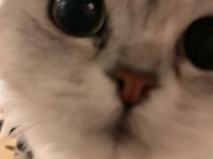 -猫和宫(六道口店)
