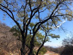 -北京西山国家森林公园