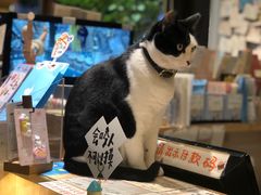 -猫的天空之城概念书店(杭州南宋御街店)