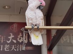 -大胡同天津菜·海肠捞饭·津门皮皮虾锅贴一绝(西姜井店)
