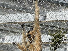 -合肥野生动物园