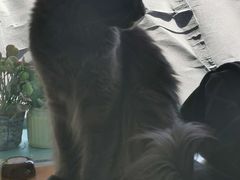 -猫小院猫主题咖啡厅(北锣店)