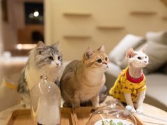 -猫腻·猫咖·撸猫馆(星光大道店)