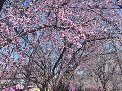 -桃花堤公园