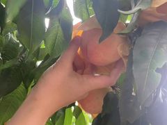 -老袁家蜜桃农场·阳山水蜜桃