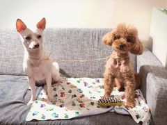 -北京赛佳动物医院