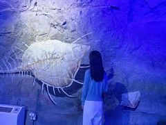 -贝壳梦幻世界