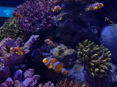 -暹罗海洋世界