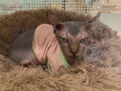 -藏猫猫咖啡主题馆(中央大道店)