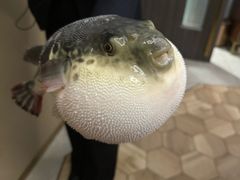 -鲐赏河豚(长寿店)
