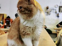 -平行世界·猫咖(首经贸店)