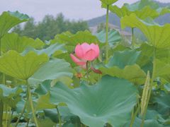 -浙江农林大学(东湖校区)