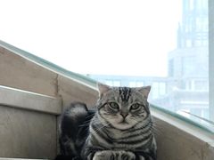 -Catmate·猫肥家润(金润铂宫店)