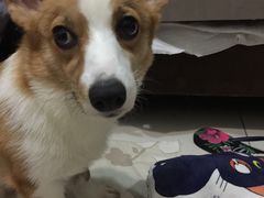 -达爱动物医院·犬猫分区·CT·复杂眼科(远洋山水分院)