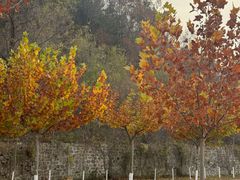 -盛江山自助料理(奥莱锦辉购物广场店)