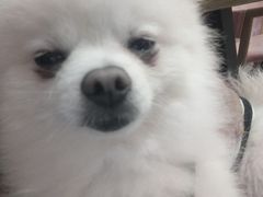 -汪说·狗咖(旺城大厦店)