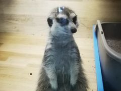 -平行世界·猫咖(首经贸店)