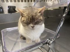 -浣熊柯尔鸭土拨鼠·电玩咖