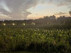 -鉴湖国家城市湿地公园