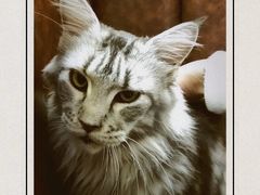 -猫小院猫主题餐厅(三里屯店)