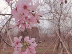 -天适樱花悠乐园