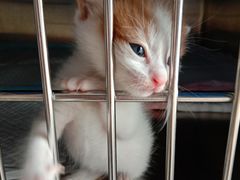 -艾贝尔宠物医院·狂犬免疫点(江山金象城店)
