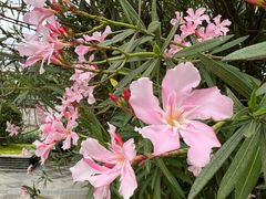 -叶挺将军纪念园