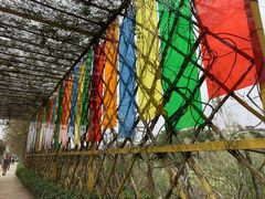 -天适樱花悠乐园