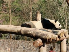 -都江堰中华大熊猫苑