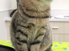 -凯特喵百思猫专科医院