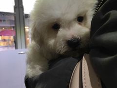 -1013 PET SHOP 宠物商店(近铁城市广场店)
