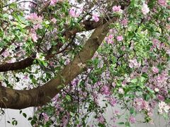 -深圳国际园林花卉博览园