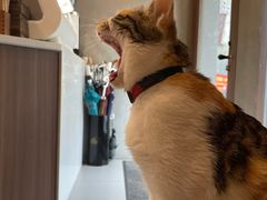 -Again Coffee Roaster(香蜜湖店)