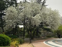 -西苑公园