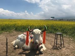 -青海湖国家重点风景名胜区