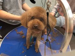 -PETKIT 小佩宠物·低压洗护·美容·寄养(安远店)